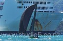12S_7661